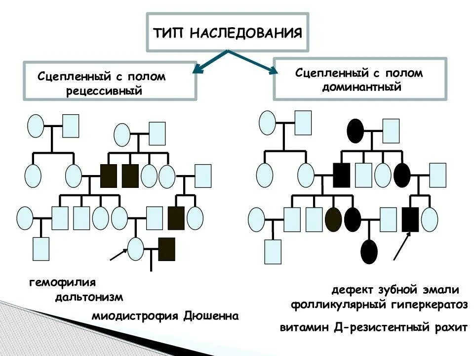 Сцепленный с полом Тип наследования. Сцепленный с полом Тип наследования доминантный признаки. Сцепленный Тип наследования с полом задача генетика. Типы наследования признаков схема.