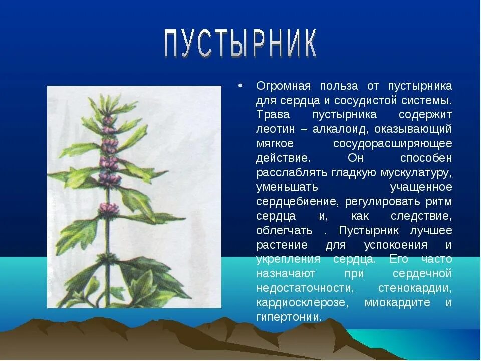 Пустырник сообщение. Пустырник. презентация о пустырнике. пустырник растение описание. пустырник пятилопастный презентация.