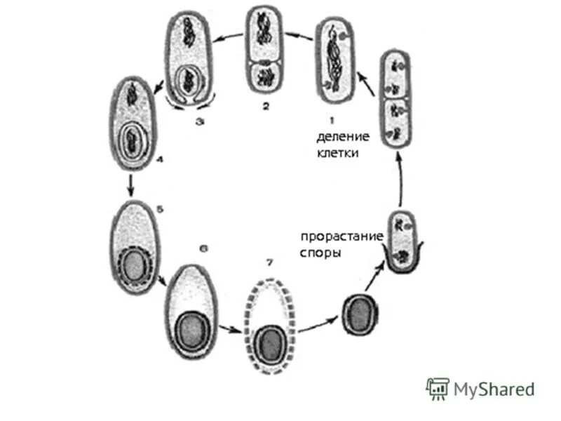 Споры бактерий 5 класс