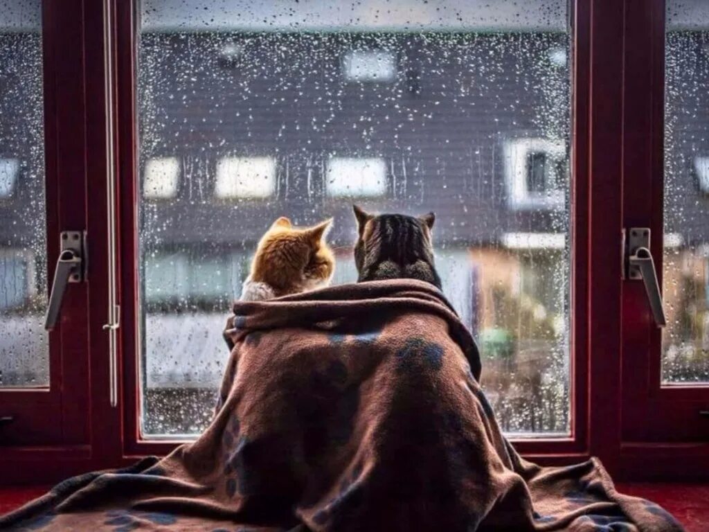 Тепла в холодное утро. Уютного вечера. Кот на окне вечером. Окно вечер. Котик в пледе на окне.