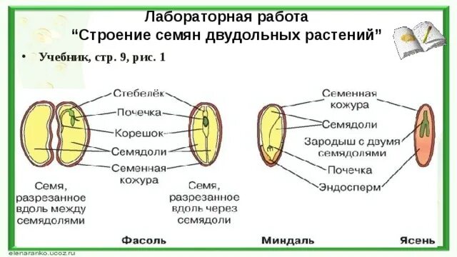 Лабораторная работа биология 6 класс фасоль. Строение семени покрытосеменных растений. Строение двудольного семени фасоли. Строение двудольного семени. Изучение строения семян двудольного растения (фасоли).