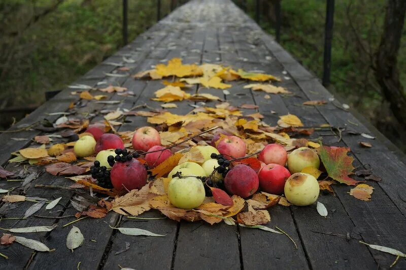 Осенью с яблони собрали яблоки желтые зеленые. Осенние яблоки. Сентябрь яблоки. Осень яблоки Дикие в лесу. Яблоки осень Рязань.
