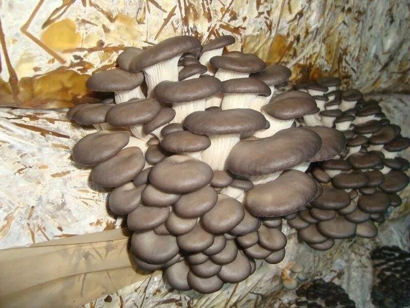 Вёшенка устричная (Pleurotus ostreatus). Вешенки НК 35. Штамм вешенки м5. НК 35 штамм вешенки. Авито вешенки