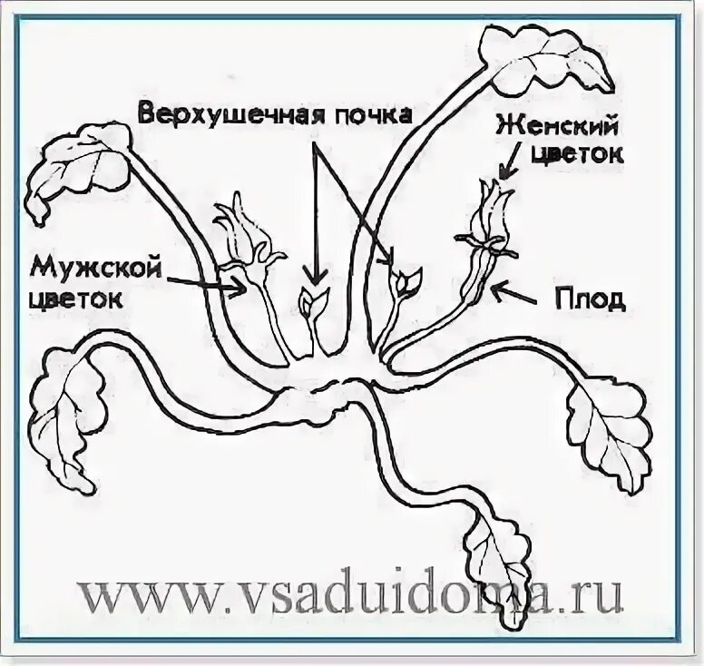 Формирование кустов тыквы. Схема прищипки тыквы. как формировать тыкву в открытом грунте схема. как прищипывать тыкву в открытом грунте схема. формирование плетей тыквы схема.