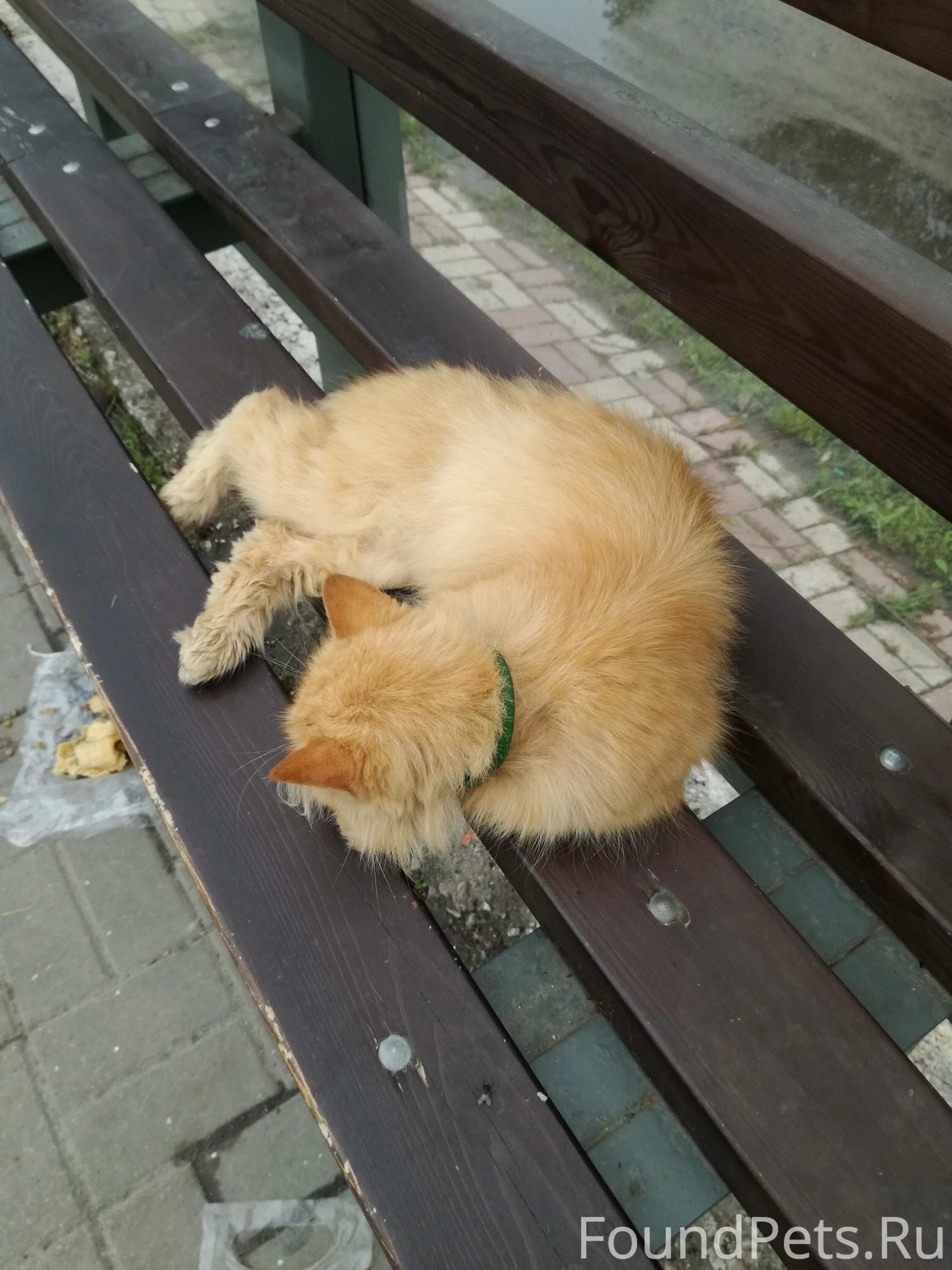 Кот оренбург телефон. Кот лежит на лавочке. Найден рыжий кот Оренбург.