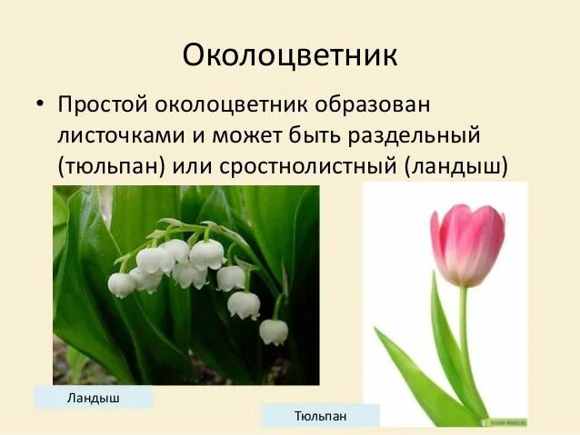 Какой тип питания характерен для лютика весеннего. Тип околоцветника у тюльпана. Крокус околоцветник. Простой околоцветник. Околоцветник образуют.