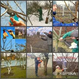 Обрезка воронеж