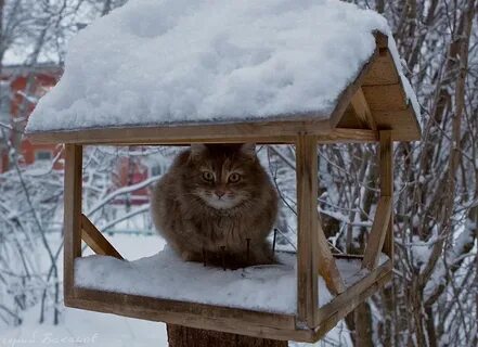 Кот в кормушке