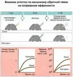 Оба сутки
