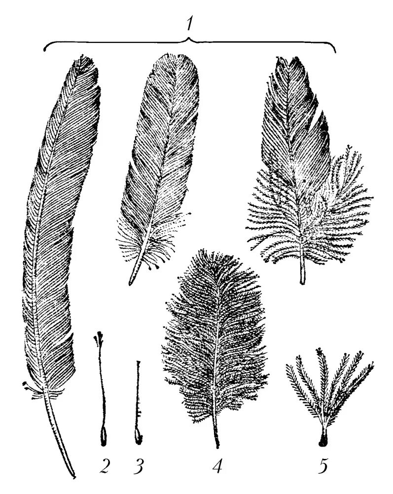 Виды перьев. Перья маховые и пуховые. Перья птиц. Виды перьев у птиц. Сходства и различия контурного и пухового