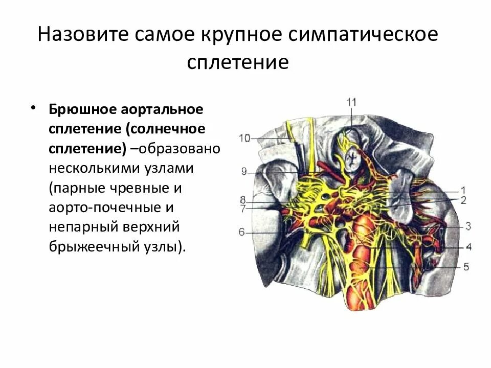 Солнечное сплетение у человека это. Аорто почечное сплетение. Солнечное сплетение нервы. Солнечное сплетение анатомия. Чревное сплетение образовано.