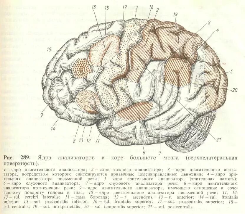 Извилины мозга центры. Верхнелатеральная поверхность полушария головного мозга. Строение полушарий головного мозга доли борозды извилины. Латеральная борозда головного мозга. Верхнелатеральная поверхность головного мозга извилины.