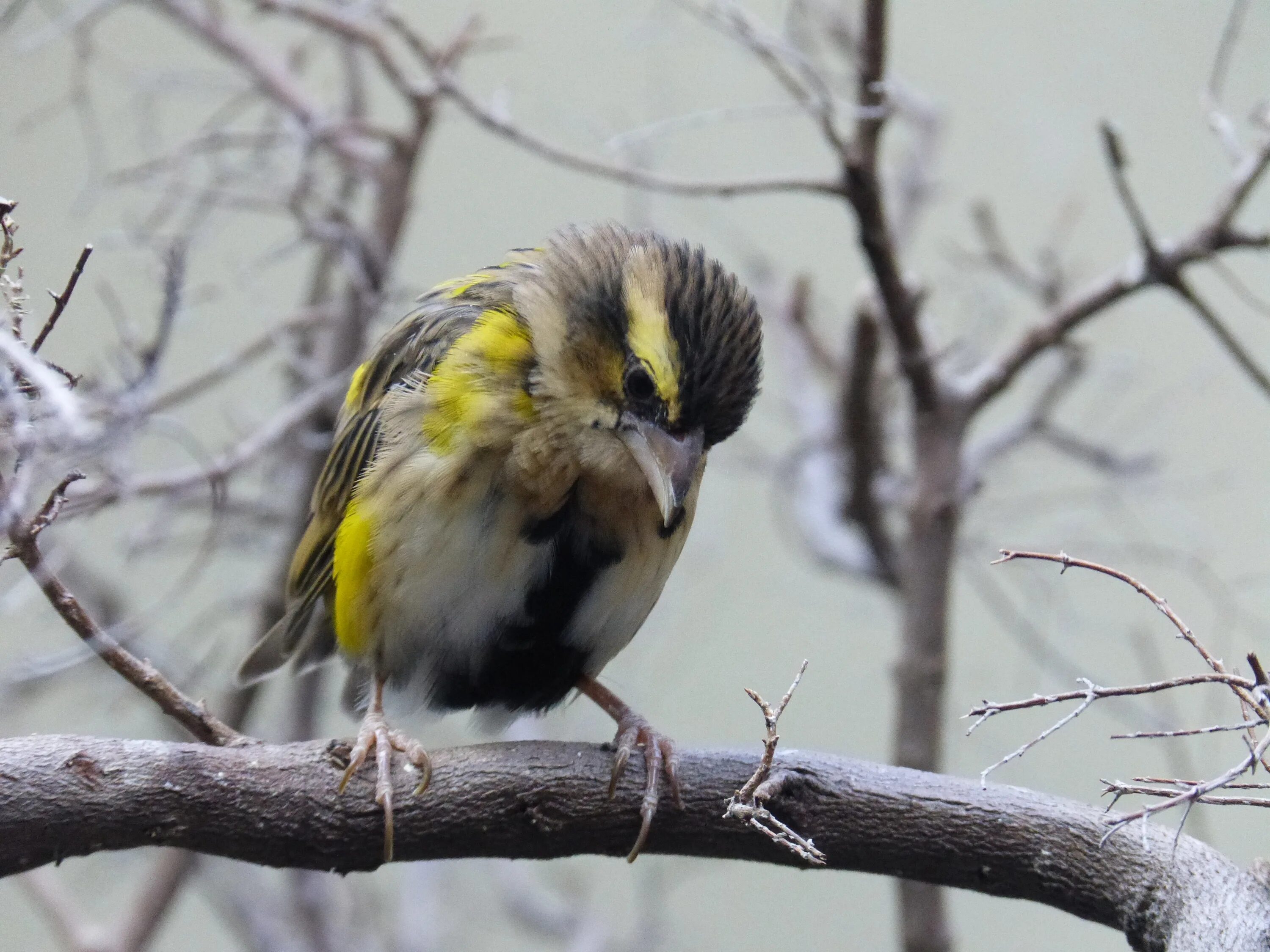 Птица с желтым пятном. Птица с желтыми перьями. Птица с желтыми пятнами. Птица с желтыми перьями на голове. Птичка серая с желтыми перьями.