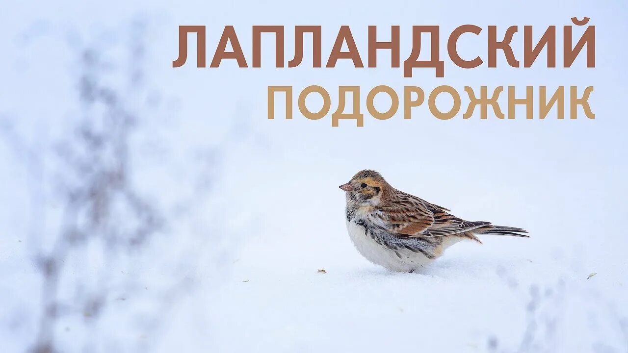 Снежный воробей. Пуночка воробьинообразные. Пуночка. Лапландский подорожник в тундре. Пуночка фото.