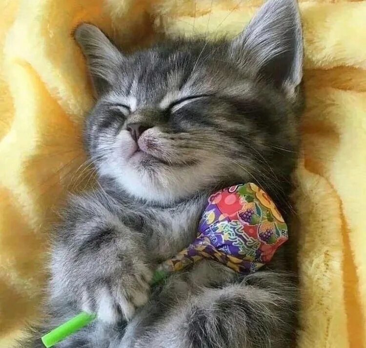 Со коте. Сладкий котенок. спящие котята. котенок с конфетой. сладкая кошка.