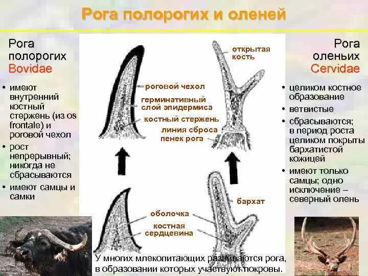 Строение рога. Строение рога оленя. Строение рога животных. Оленьи рога строение. Содержимое рога