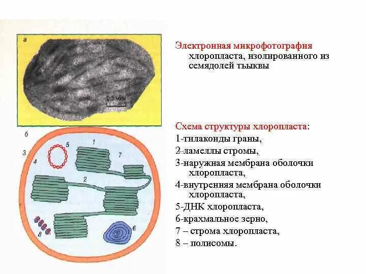 Зерна крахмала в хлоропластах. Хлоропласт микрофотография. Строение хлоропласта микрофотография. Электронная фотография хлоропласта. Пластиды электронная микрофотография.