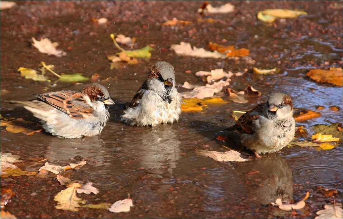 Autumn birds. Осенние птицы. Птицы осенью. Воробей осенью. Воробьи в саду.