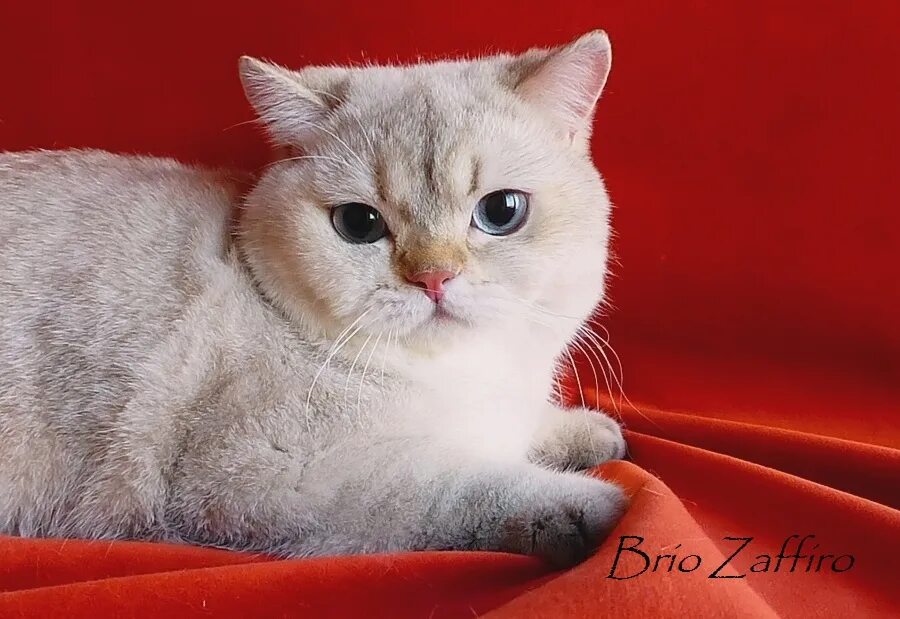 Золотая шиншилла колор пойнт. Британская шиншилла серебристая тикированная. Британская шиншилла ny 2533. Шотландская шиншилла пойнт. Золотой пойнт.