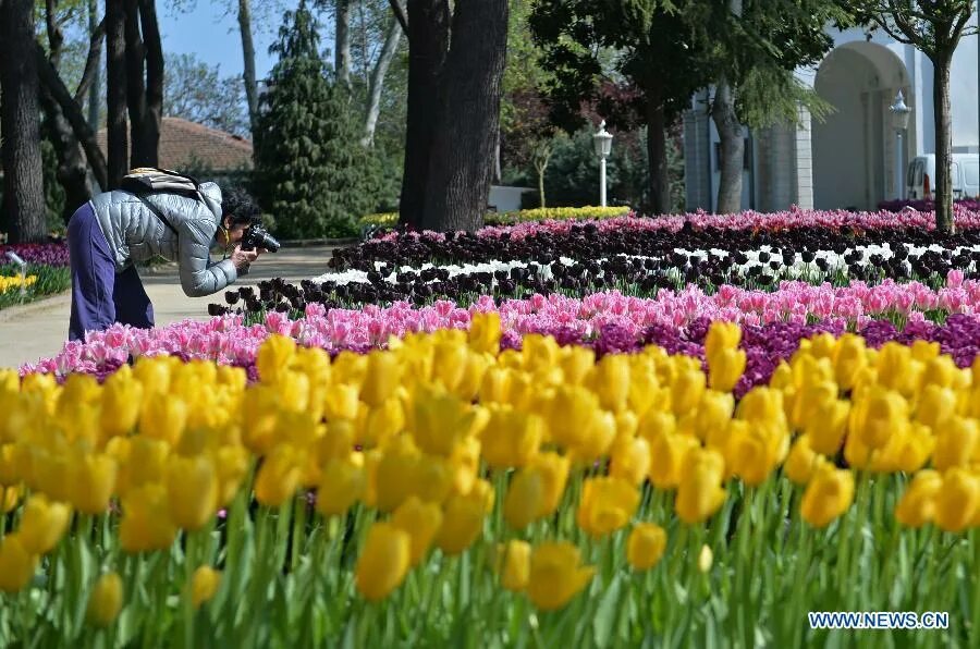 Парк тюльпанов в стамбуле. Стамбул Эмирган тюльпаны. Султанахмет Стамбул тюльпаны. Парк Эмирган фестиваль тюльпанов. Цветение тюльпанов в парке Эмирган.