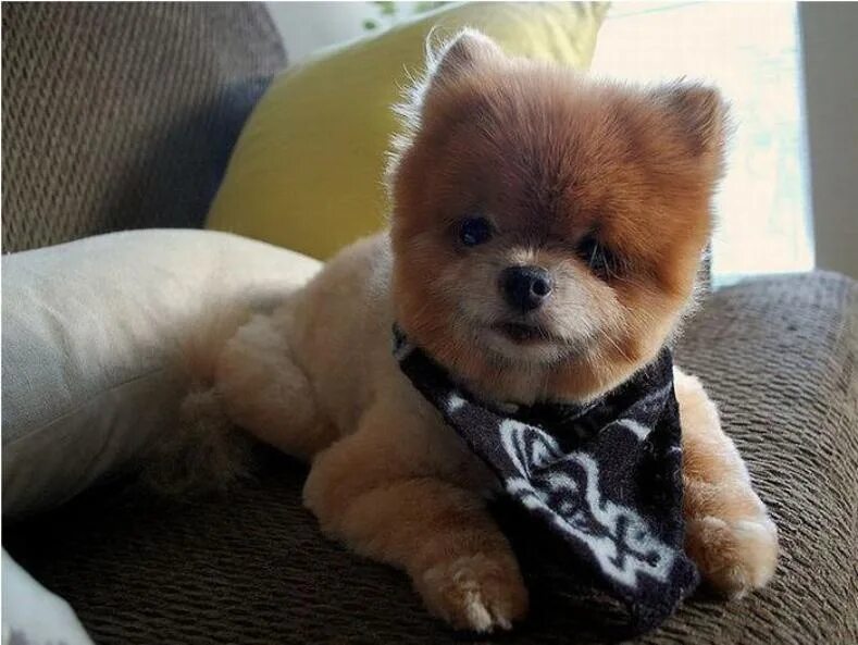 померанский шпиц плюша. собаки карманные. настоящих живых собак. настоящих собак. настоящих живых собак.