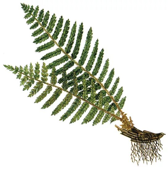 папоротник многорядник брауна. папоротник многорядник брауна. папоротник многорядник. папоротник многорядник (polystichum). многорядник брауна.