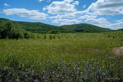Самарская область где растут