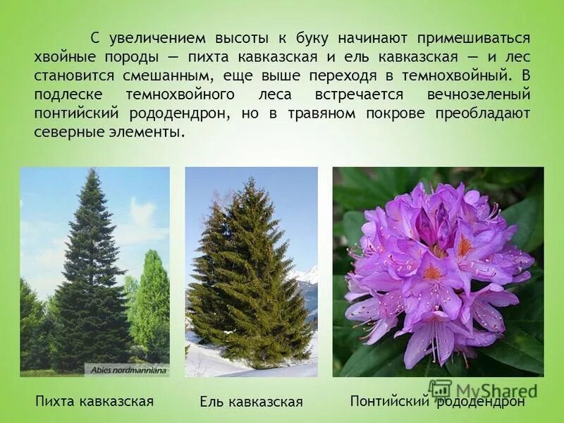 Растения высокой поясности. Растительность ВЫСОТНОЙ поясности в России. Области ВЫСОТНОЙ поясности растительность. Растения ВЫСОТНОЙ поясности в России. Область высокой поясности растения.