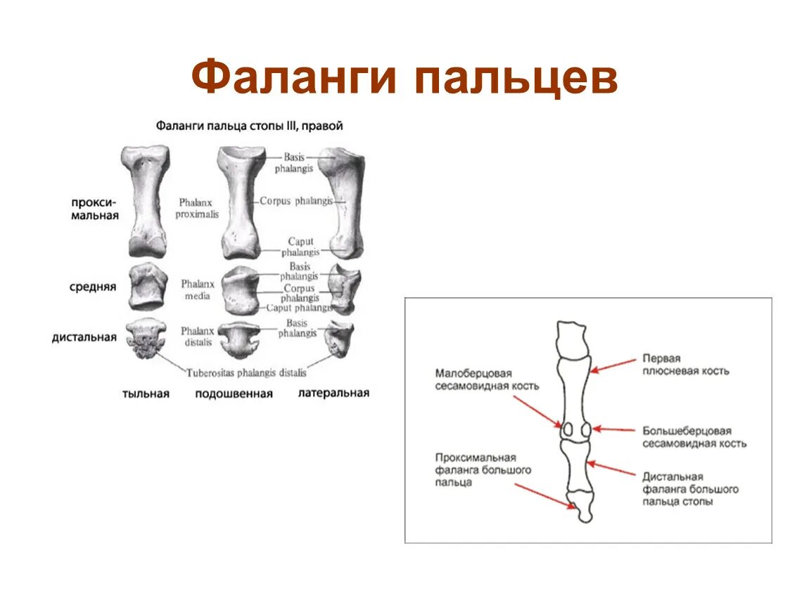 Основные фаланги стопы. Проксимального конца основной фаланги. Анатомия дистальной фаланги стопы. Проксимальная фаланга мизинца кисти. Основание основной фаланги 1 пальца стопы.