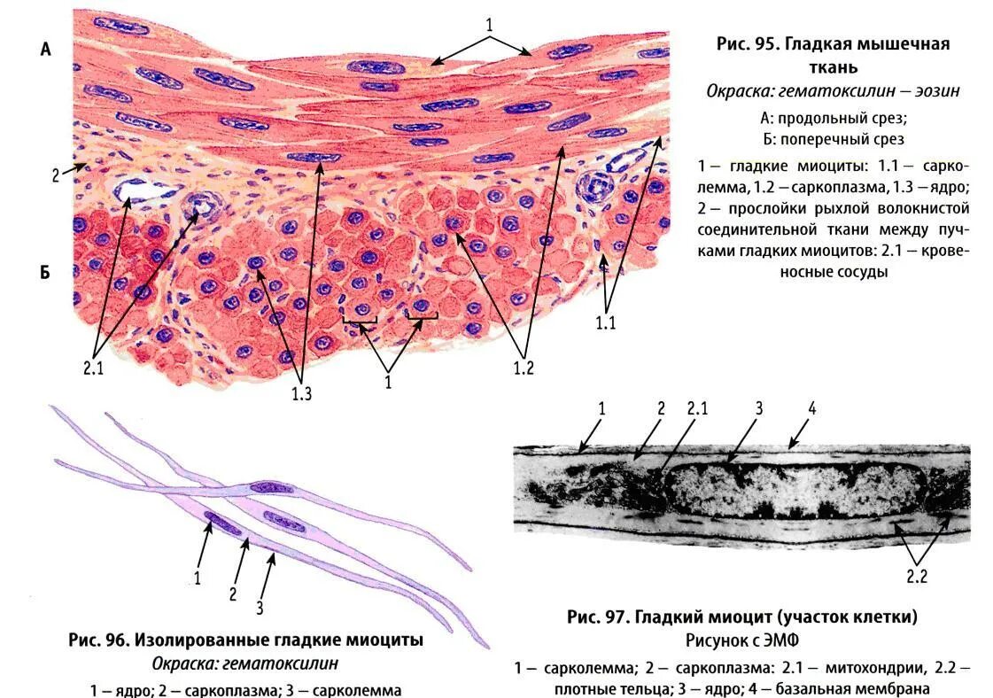 Функция соединительной ткани в мышцах. Базальная мембрана гладкой мышечной ткани. Гладкая мезенхимальная мышечная ткань. Строение миоцита гистология. Гладкая мышечная ткань гистология препарат.