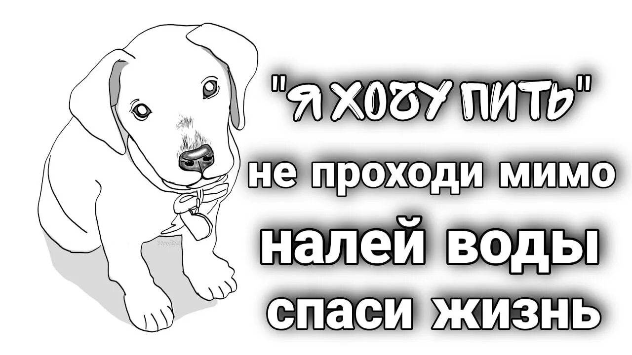 Помощь бездомным животным великий новгород. Наливайте воду бездомным животным. налейте воды бездомным животным. налейте воды бездомным животным в жару. вода для бездомных животных.