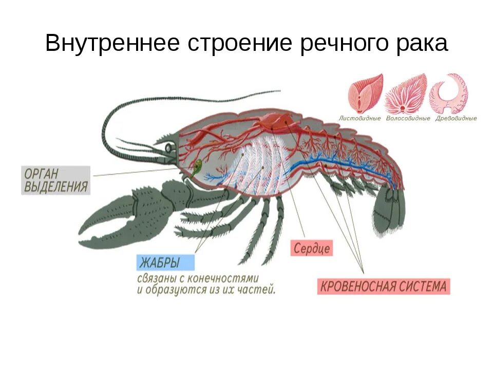 Речной рак состоит из. Ракообразные схема органов. Ракообразные рисунок строение. Внутреннее строение ракообразных рисунок. Внутреннее строение речного арка.