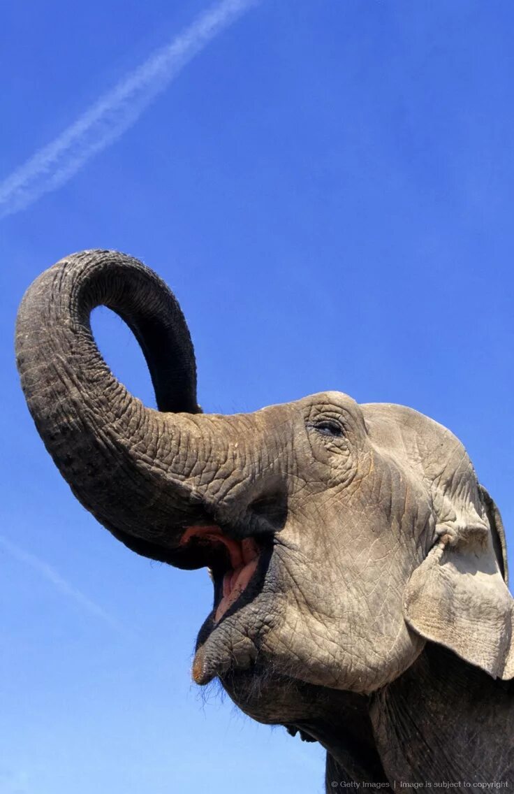 Elephant pet. Слон. Слон улыбается. Красивые слоны. Счастливый Слоненок.