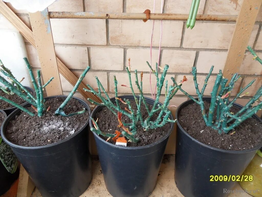 Хранение растений в прикопе. Саженцы роз. Черенки подвоев яблони. Кск сохранить саженцы купленные зимой. Саженцы в подвале.