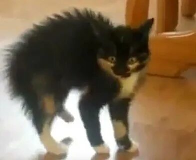 Кошка шипит на котенка