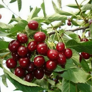 Вишня алтай