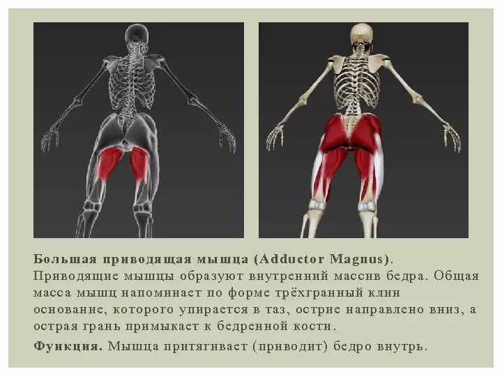 Функции приводящих мышц. Аддуктор Магнус анатомия. Абдукторы и аддукторы. Аддукторы приводящие мышцы. Абдуктор мышца.