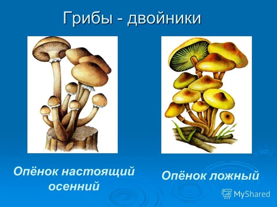 гриб двойник опенка. ложные опята ядовитые. гриб двойник опенка. двойник опенка летнего гриба ядовитый. гриб двойник опенка.