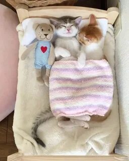 Как уложить котенка спать