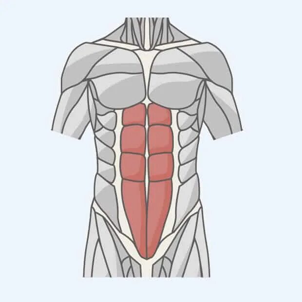 Musculus rectus abdominis. Прямые мышцы живота анатомия. Прямая мышца живота. Брюшной пресс.