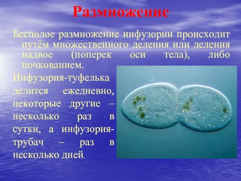 Размножается путем деления. Деление инфузории туфельки. Размножение инфузории. Инфузория туфелька размножение. Бесполое размножение инфузорий.