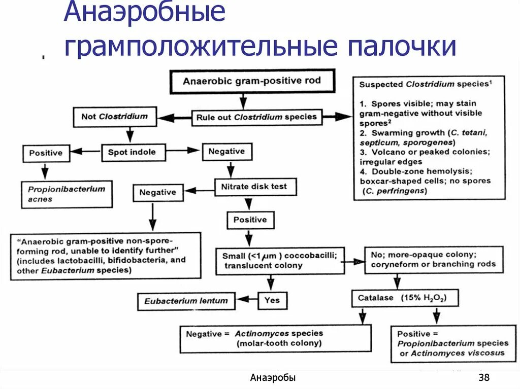 Анаэробные микроорганизмы грамположительные палочки. Грамположительные анаэробные бактерии. Классификация анаэробных бактерий. Грамположительные анаэробы палочки. Этапы анаэробных организмов