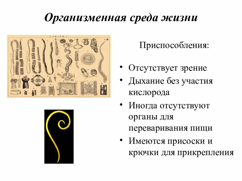 Организменная среда приспособления организмов. Приспособление животных к организменной среде обитания. Организменная среда обитания приспособления. Условия жизни в организменной среде.