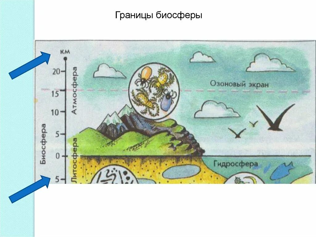 Атмосфера возникла позже биосферы. Биосфера границы биосферы среды. Рис 103 границы биосферы. Биосфера – оболочка жизни. Границы биосферы. Биосфера схема.