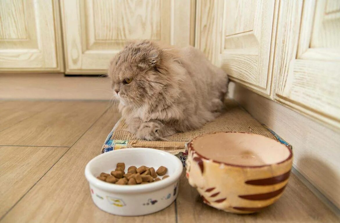 Почему кот не ест еду. Кошка отказывается от корма. потеря аппетита у кошки. кот отворачивается от еды. кот отказывается от еды.