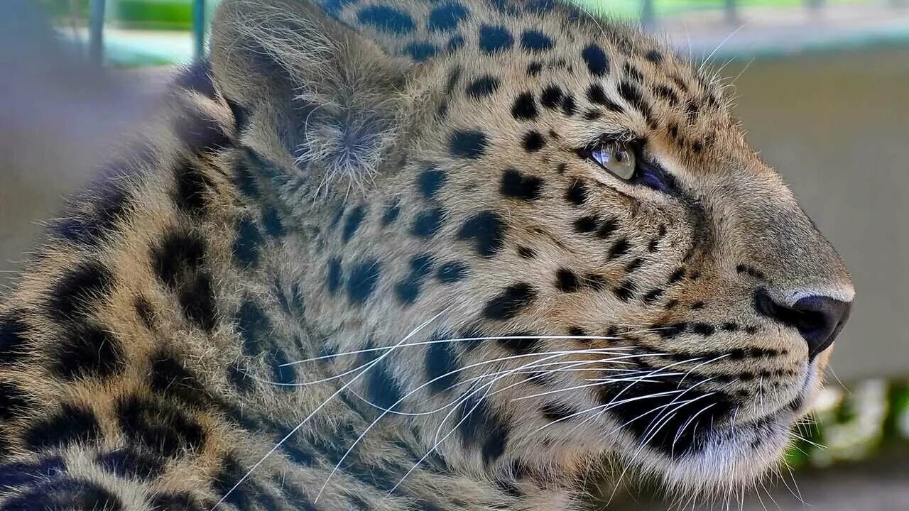 Животные ночью. Тигр в городе. Леопард в городе. Переднеазиатский леопард. Леопард нападает на человека.