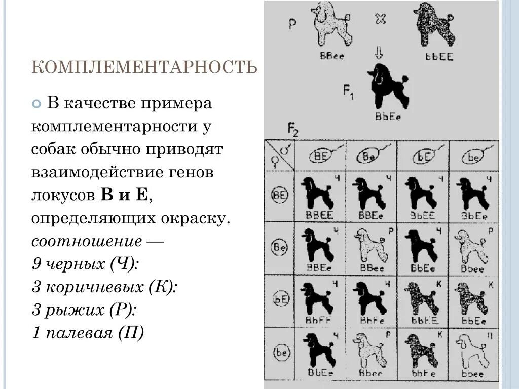Комплементарным называется