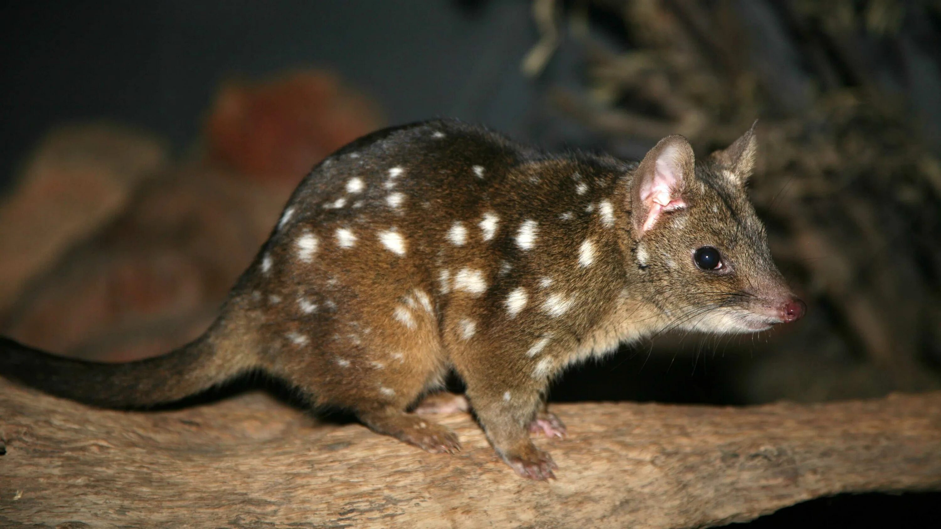 Сумчатые кенгуру. Сумчатые кенгуру. Сумчатое обитает в австралии. Австралийский поссум. Сумчатое обитает в австралии.