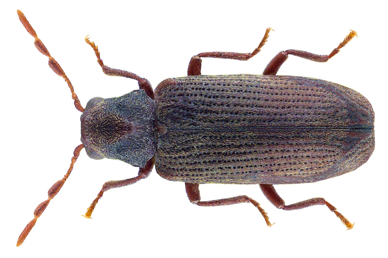 Какая профессия имела значение точильщик серпов. Anobium punctatum. мебельный точильщик (anobium punctatum). точильщик картинка для детей. neorhina punctatum.