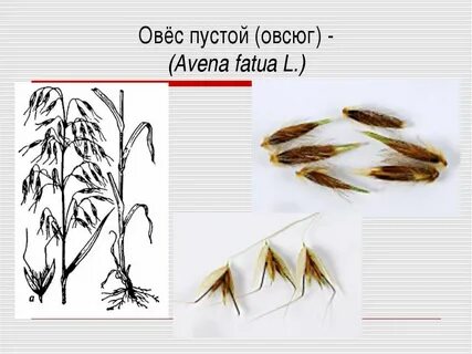 Фенотип овса